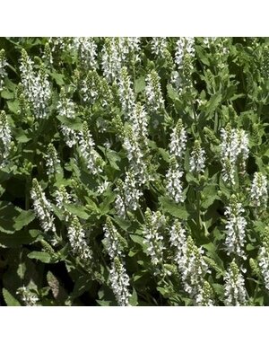 Sage, Salvia nemorosa 'Snow Hill' (Meadow) 1Q