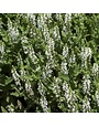 Sage, Salvia nemorosa 'Snow Hill' (Meadow) 1Q