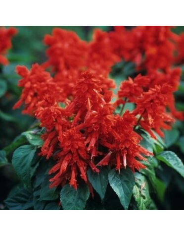 Salvia 'Vista Red' 6pk