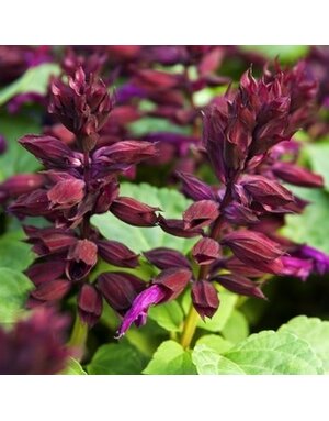 Salvia Vista Purple 4" (Annual)