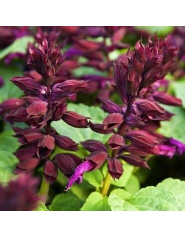 Salvia Vista Purple 4" (Annual)