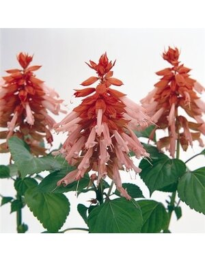 Salvia Vista Salmon 4" (Annual)