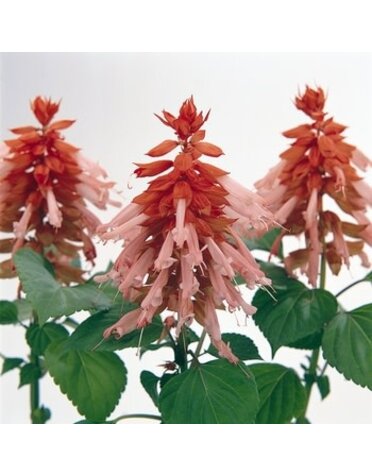 Salvia Vista Salmon 4" (Annual)