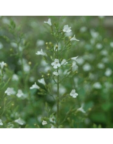 Catmint, Calamintha nepeta 'White Cloud' 1Q