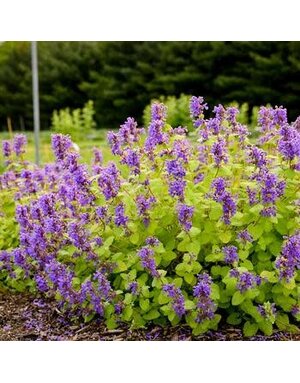 Catmint, Nepeta 'Chartreuse on the Loose' 1Q