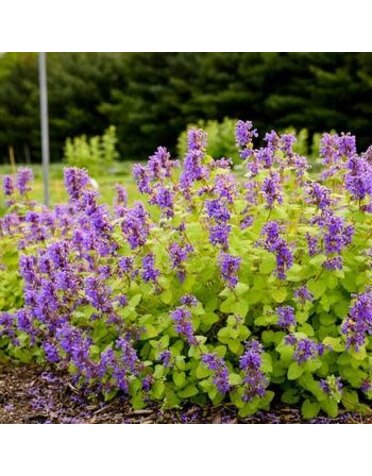 Catmint, Nepeta 'Chartreuse on the Loose' 1Q