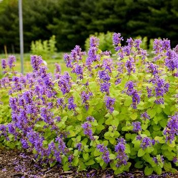 Catmint, Nepeta 'Chartreuse on the Loose' 1Q