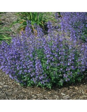 Catmint, Nepeta 'Junior Walker' 1G