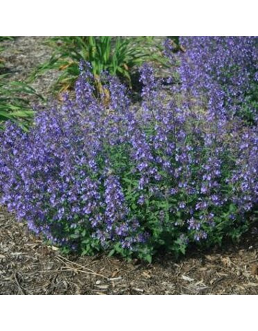 Catmint, Nepeta 'Junior Walker' 1G