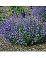 Catmint, Nepeta 'Junior Walker' 1G