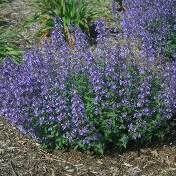 Catmint, Nepeta 'Junior Walker' 1G