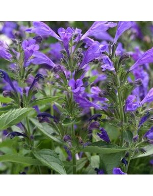 Catmint, Nepeta subsessilis 'Prelude™ Purple' (Japanese) 1Q