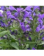 Catmint, Nepeta subsessilis 'Prelude™ Purple' (Japanese) 1Q