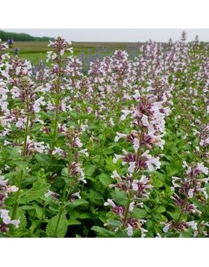 Catmint, Nepeta x faassenii 'Whispurr Pink' 1Q