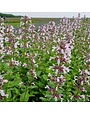 Catmint, Nepeta x faassenii 'Whispurr Pink' 1Q