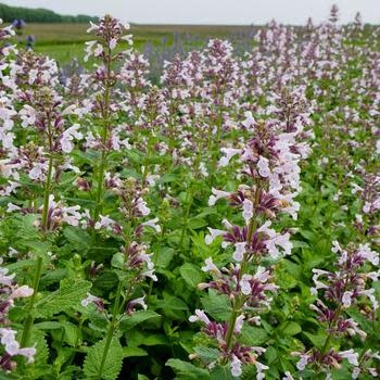Catmint, Nepeta x faassenii 'Whispurr Pink' 1Q