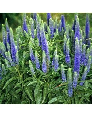 Speedwell, Veronica spicata 'Royal Candles' 1Q