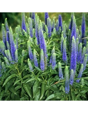 Speedwell, Veronica spicata 'Royal Candles' 1Q