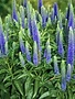 Speedwell, Veronica spicata 'Royal Candles' 1Q