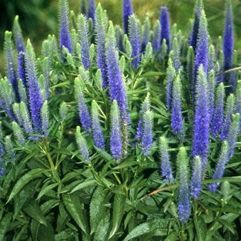 Speedwell, Veronica spicata 'Royal Candles' 1Q