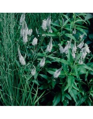 Speedwell, Veronica spicata 'Skyward Lilac' 1Q