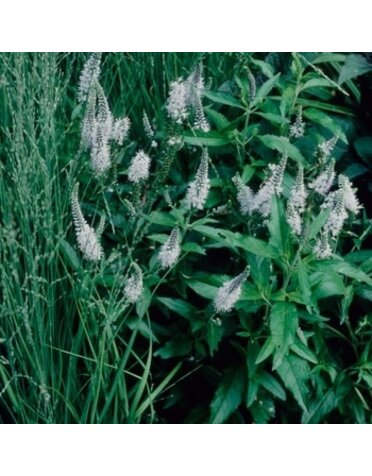Speedwell, Veronica spicata 'Skyward Lilac' 1Q