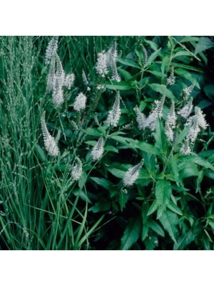 Speedwell, Veronica spicata 'Skyward Lilac' 1Q