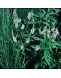 Speedwell, Veronica spicata 'Skyward Lilac' 1Q