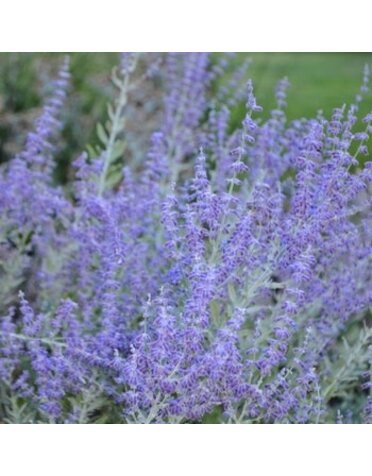 Russian Sage, Perovskia atriplicifolia 'Russian Sage' 1Q
