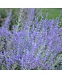 Russian Sage, Perovskia atriplicifolia 'Russian Sage' 1Q