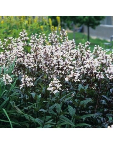 Beardtongue, Penstemon digitalis 'Husker Red' 1Q