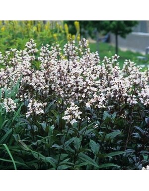 Beardtongue, Penstemon digitalis 'Husker Red' 1G