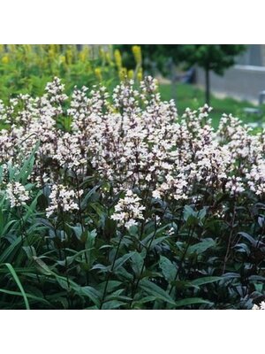 Beardtongue, Penstemon digitalis 'Husker Red' 1G