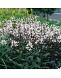 Beardtongue, Penstemon digitalis 'Husker Red' 1G