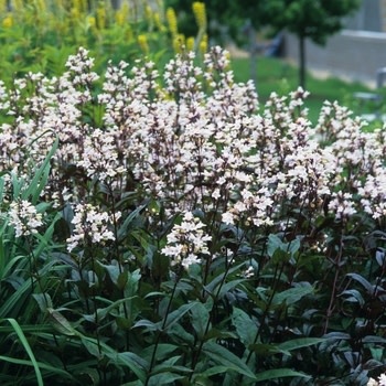 Beardtongue, Penstemon digitalis 'Husker Red' 1G