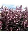 Beardtongue, Penstemon digitalis 'Dark Towers' 1Q