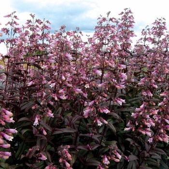 Beardtongue, Penstemon digitalis 'Dark Towers' 1Q