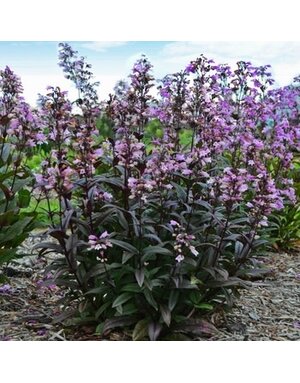Beardtongue, Penstemon 'Blackbeard' 1G
