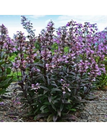 Beardtongue, Penstemon 'Blackbeard' 1G