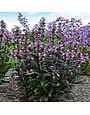 Beardtongue, Penstemon 'Blackbeard' 1G
