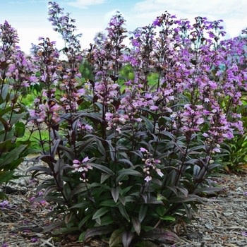 Beardtongue, Penstemon 'Blackbeard' 1G