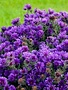 Aster, Symphyotrichum novae-angliae 'Grape Crush' New England Aster 1G