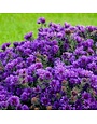 Aster, Symphyotrichum novae-angliae 'Grape Crush' New England Aster 1G