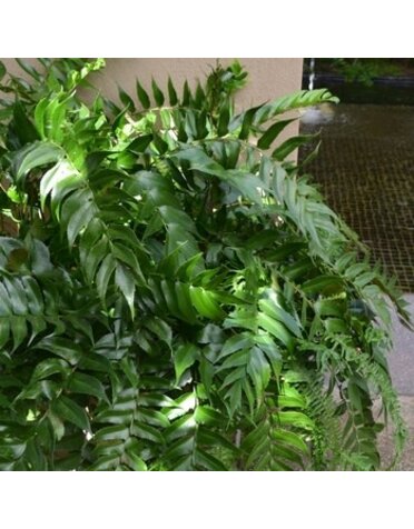 Fern, Cyrtomium falcatum 'Holly Fern' 1G