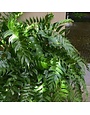 Fern, Cyrtomium falcatum 'Holly Fern' 1G
