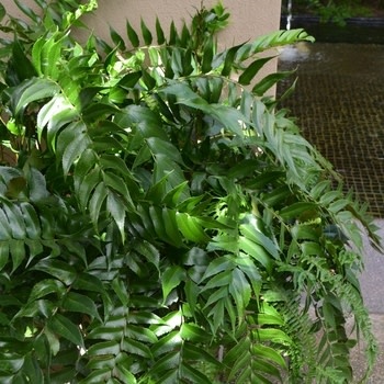 Fern, Cyrtomium falcatum 'Holly Fern' 1G