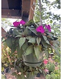 Hanging Basket, Annual 10"