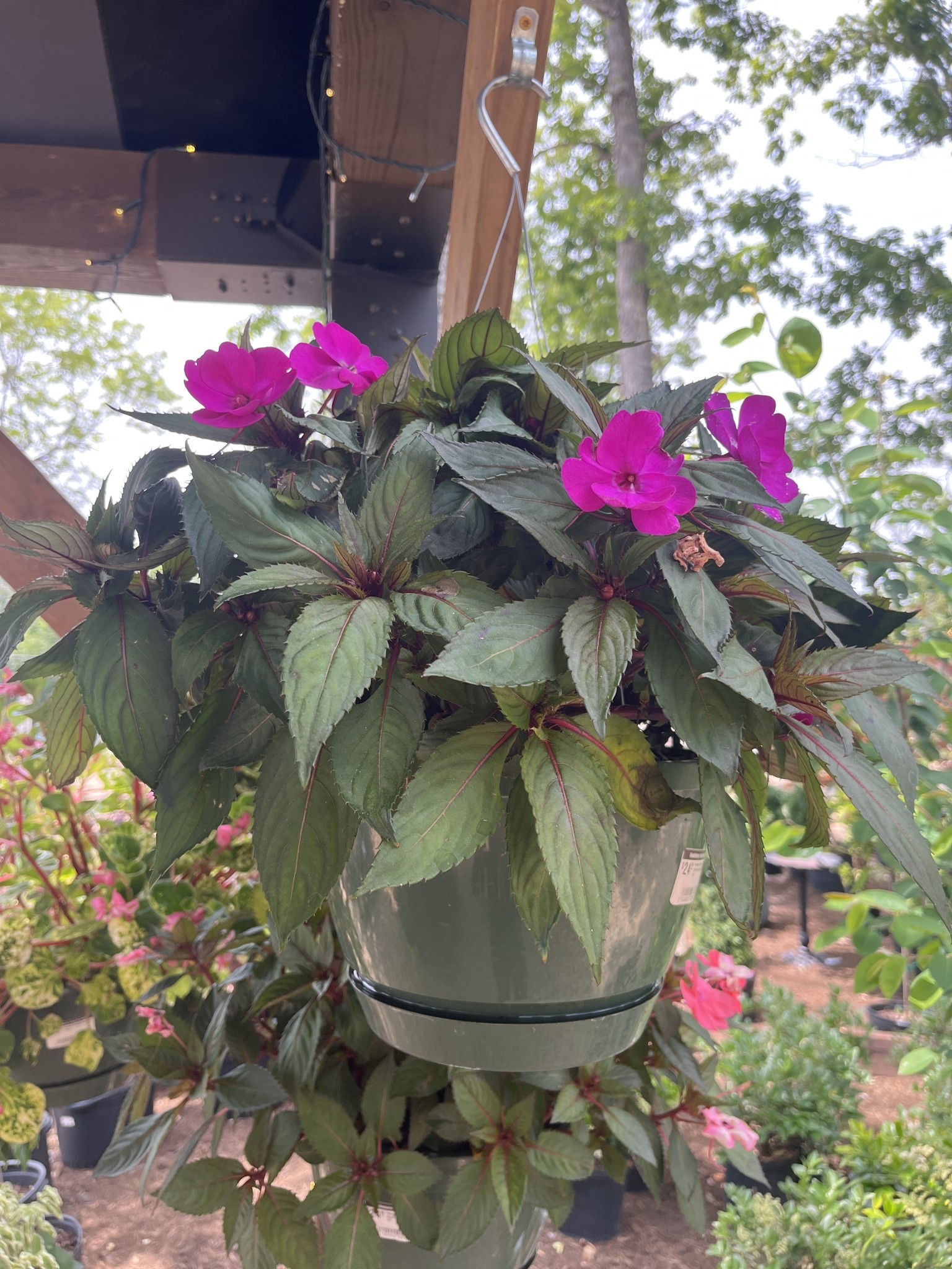 Hanging Basket, Annual 10"