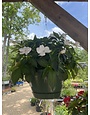 Hanging Basket, Annual 10"