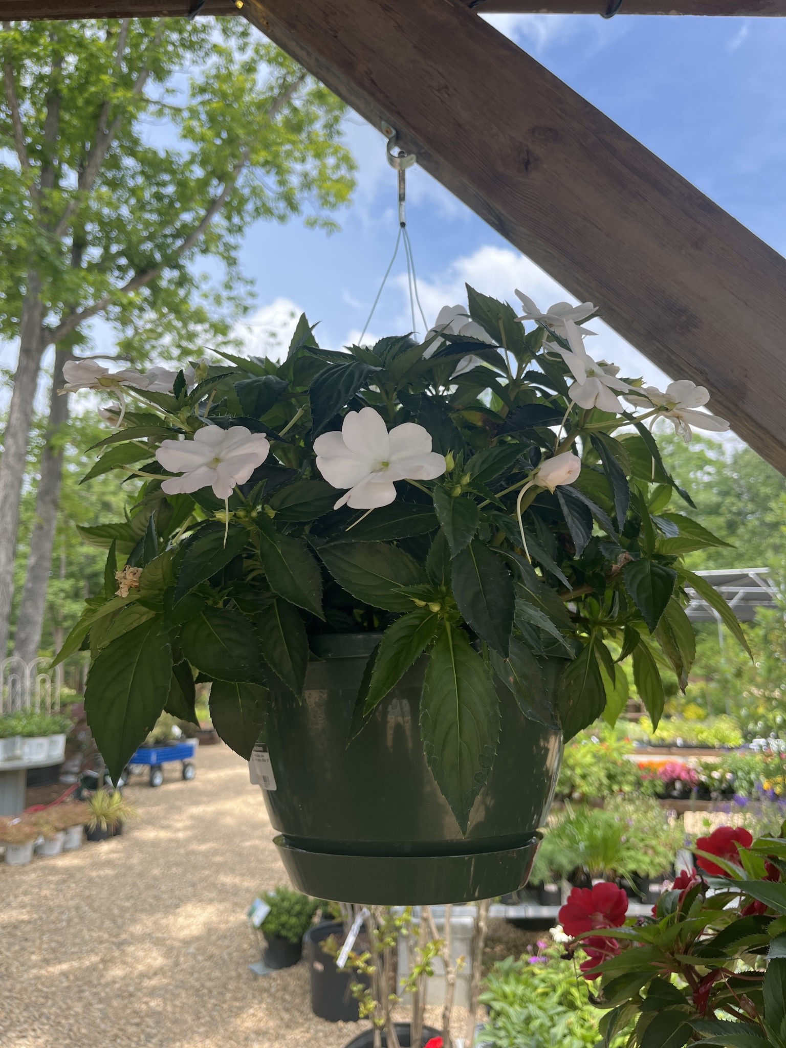 Hanging Basket, Annual 10"